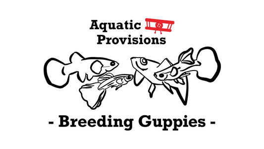 Mastering Guppy Fish Breeding: A Comprehensive Guide to Optimal Water Parameters