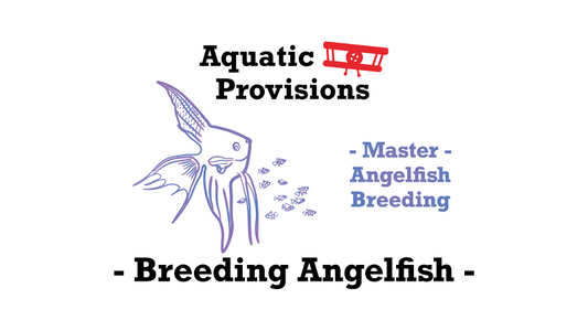The Secrets of Freshwater Angelfish Breeding: A Comprehensive Guide for Aquarists