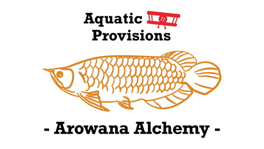 Arowana Alchemy: Crafting the Perfect Habitat for Prosperous Aquatic Dragons