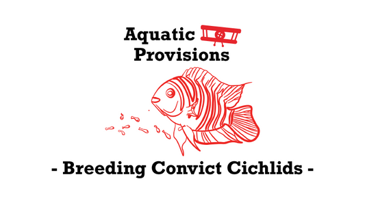 Convict Cichlid Breeding: A Complete Guide