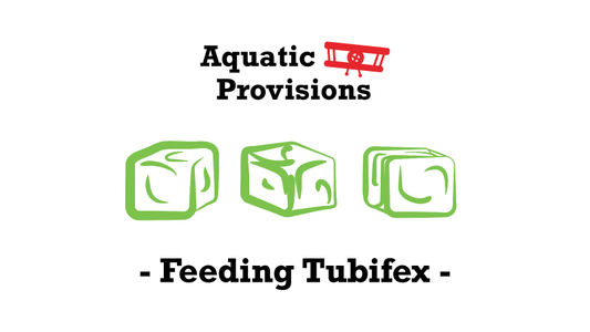 Feeding Tubifex Cubes