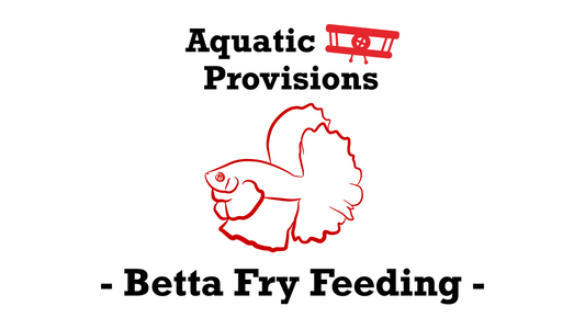 What Should Betta Fish Fry Eat? A Simple Feeding Guide for New Betta Breeders