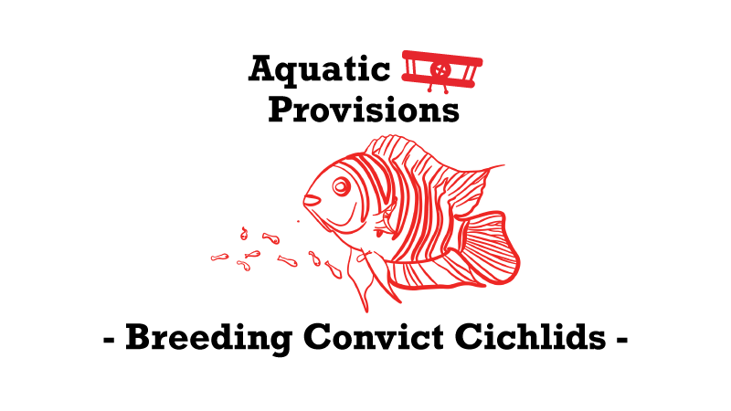 Convict Cichlid Breeding: A Complete Guide
